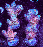 OPC Aquacultured Unnamed Tenuis