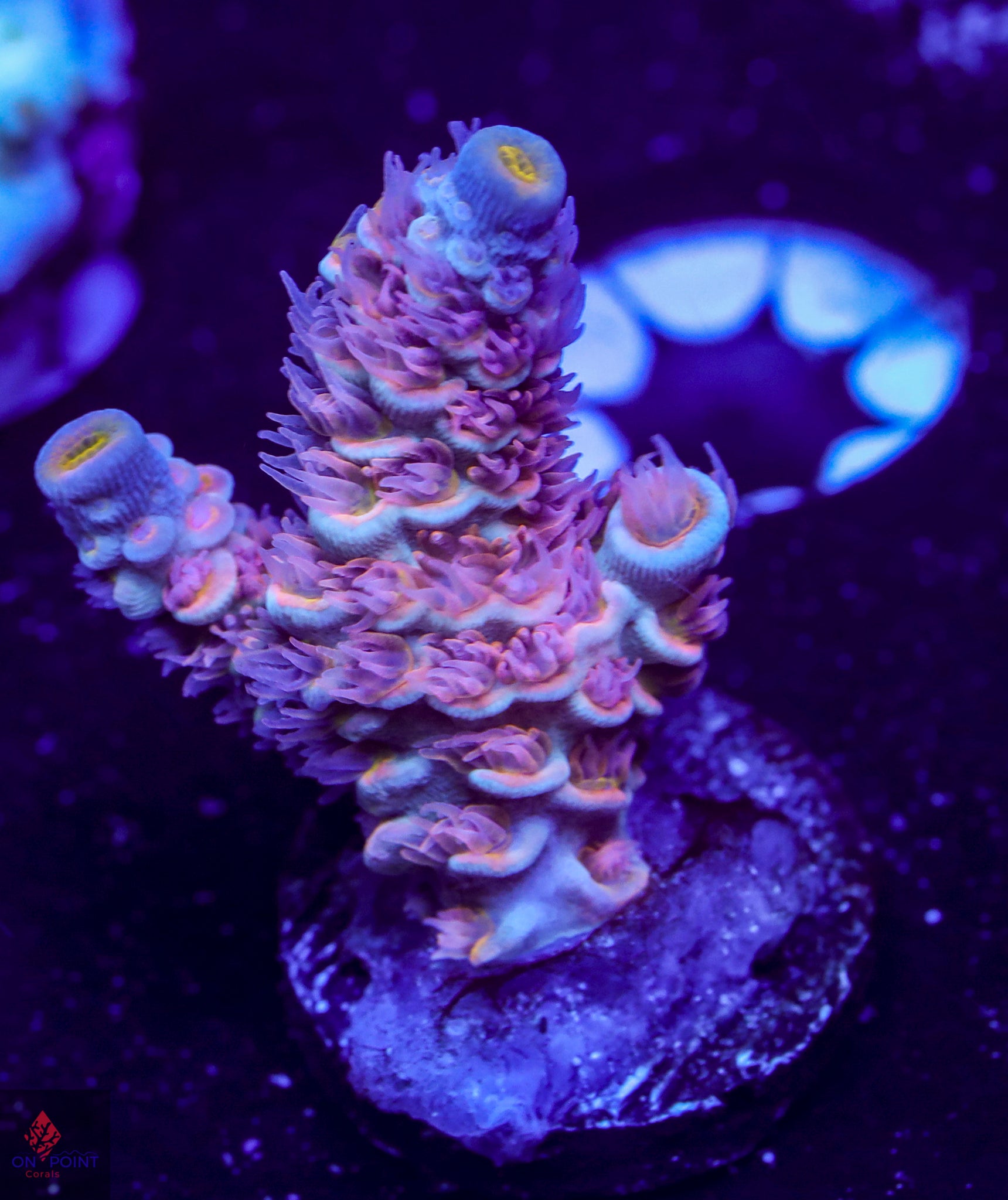 OPC Unreleased Aquacultured Tenuis – On Point Corals LLC