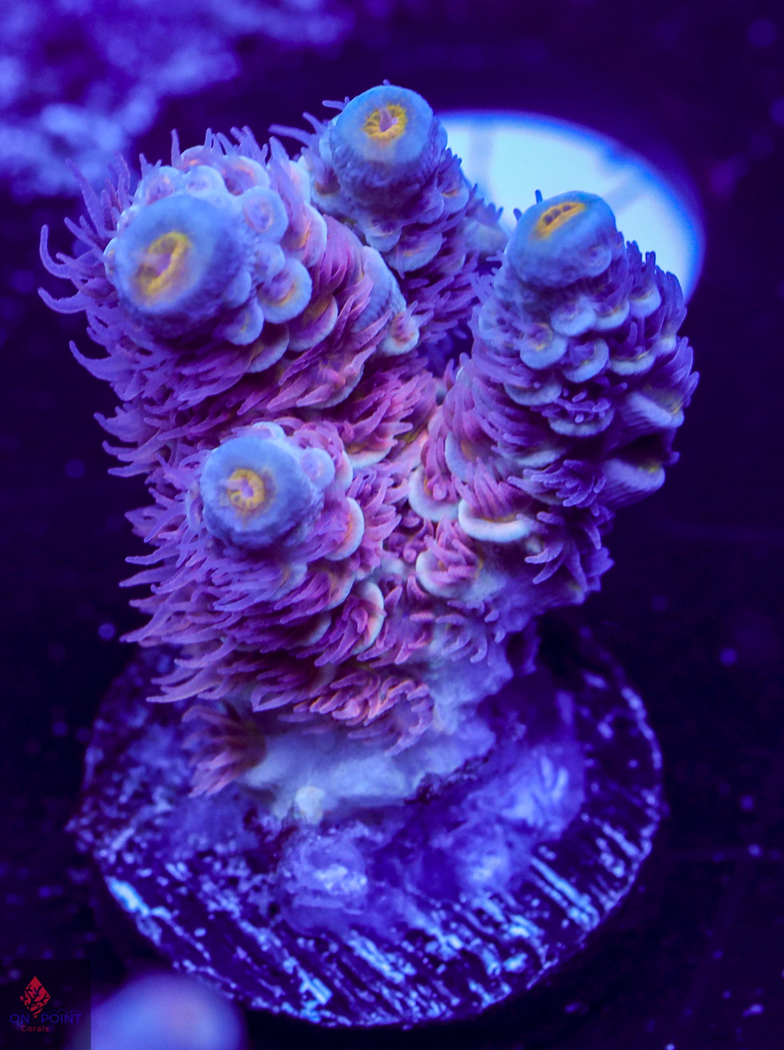 OPC Unreleased Aquacultured Tenuis – On Point Corals LLC