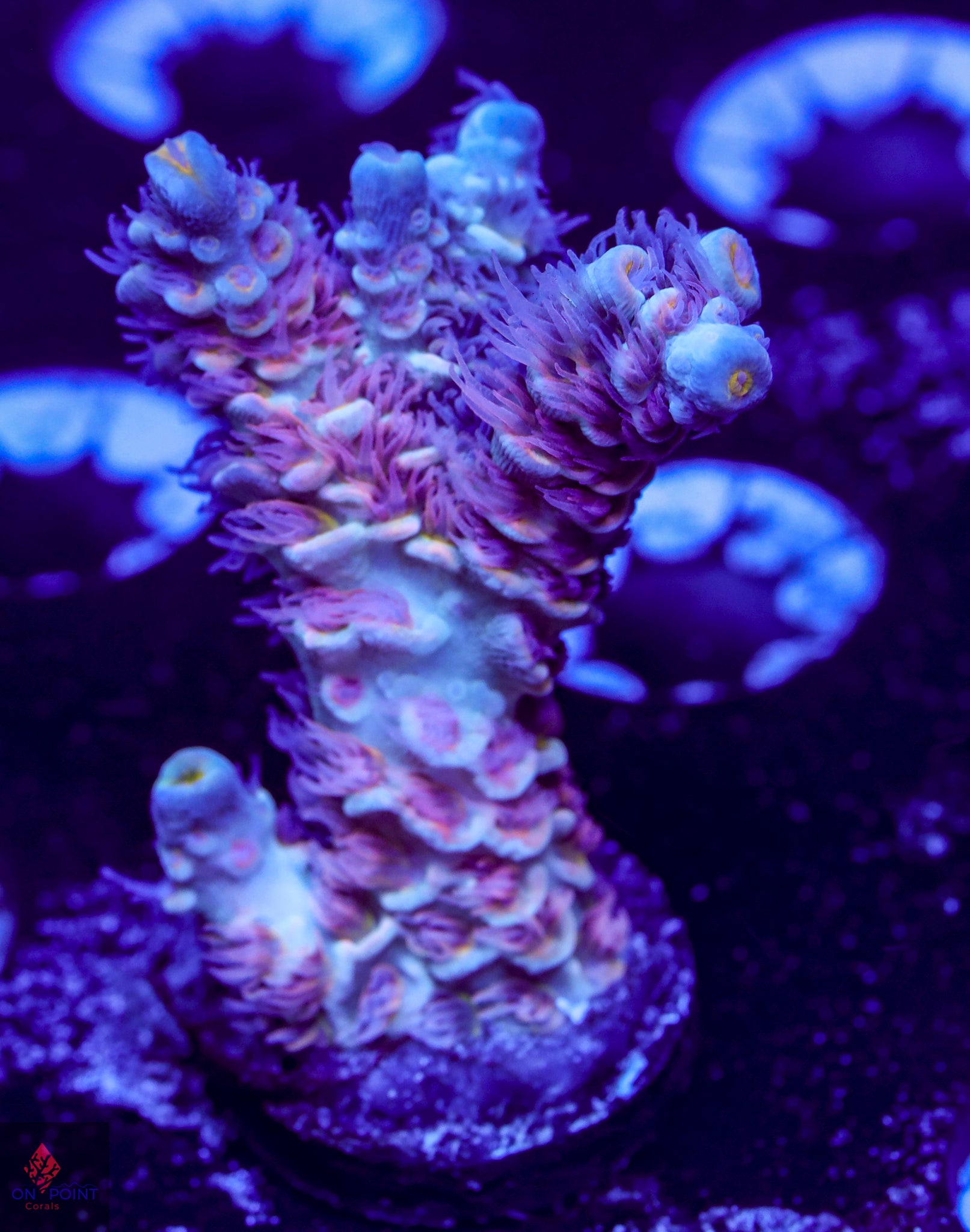 OPC Unreleased Aquacultured Tenuis – On Point Corals LLC