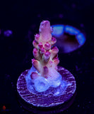 TUSI Rainbow Granulosa