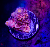OPC St. Flamingo Tenuis