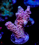 OPC St. Flamingo Tenuis