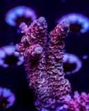 OPC St. Flamingo Tenuis