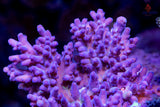Tyree OG Purple Monster