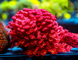 OG Red Daisy Goni