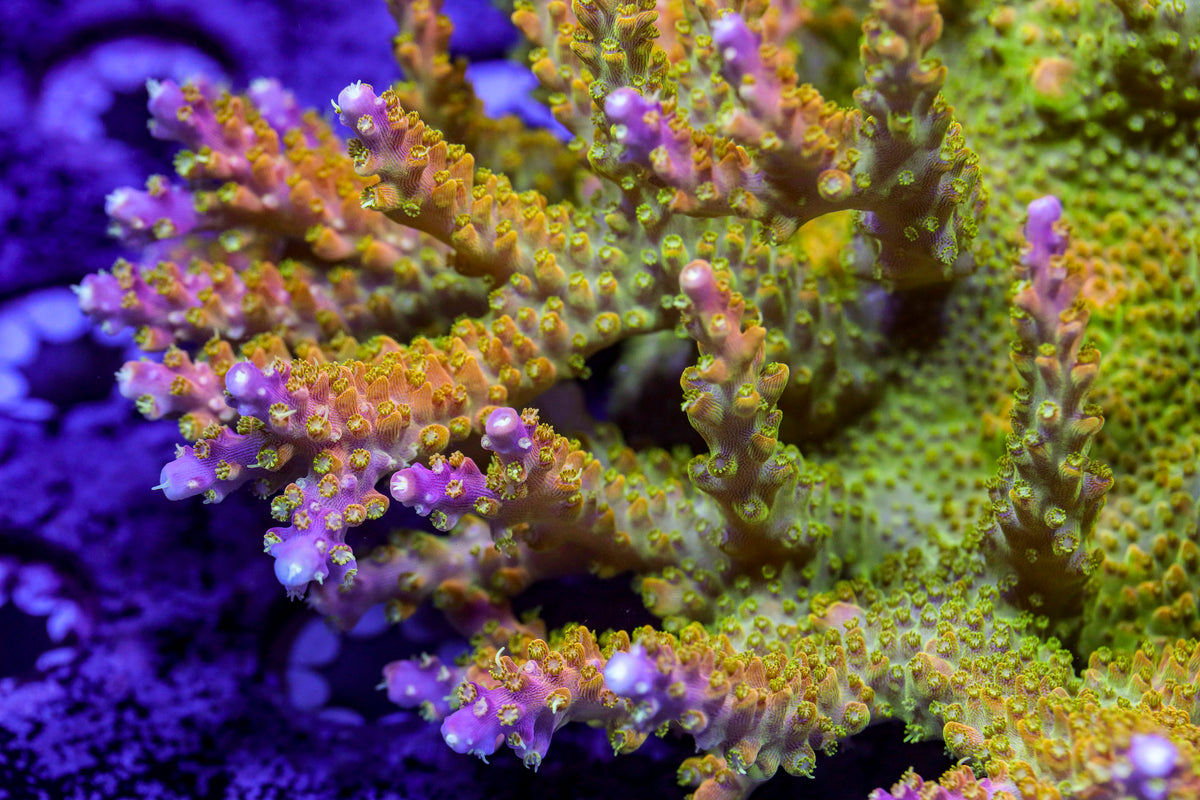 Paletta Pink Tip – On Point Corals LLC